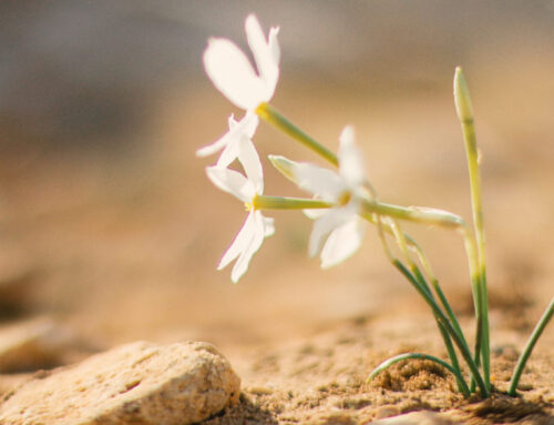 May God Heal Our Land