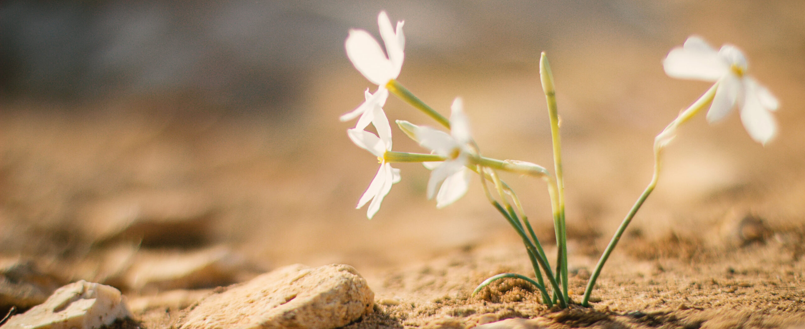 small white flowers blooming in dry land