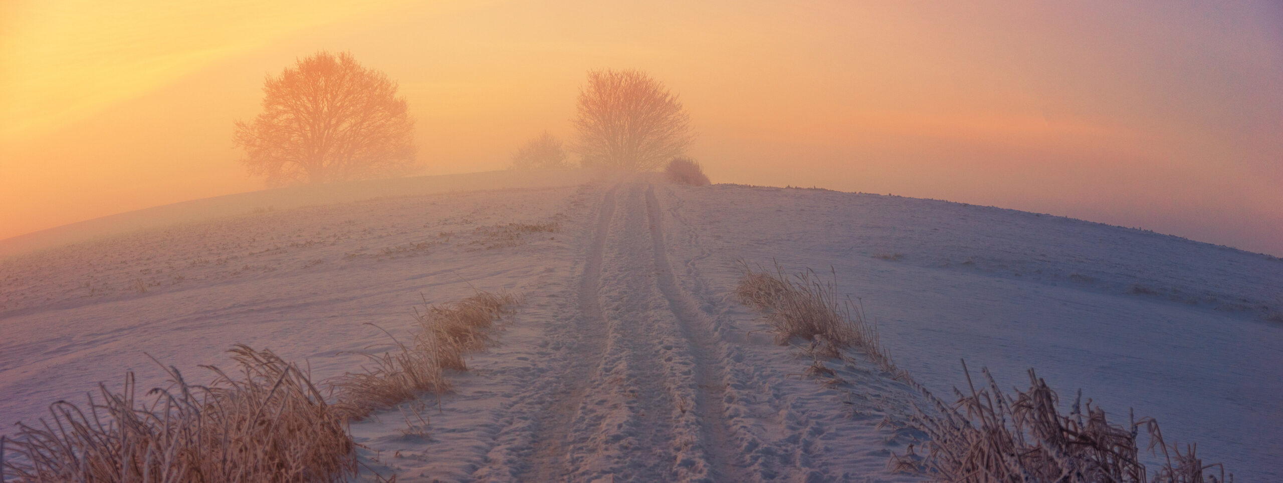 A sunset with a snowy country road and trees
