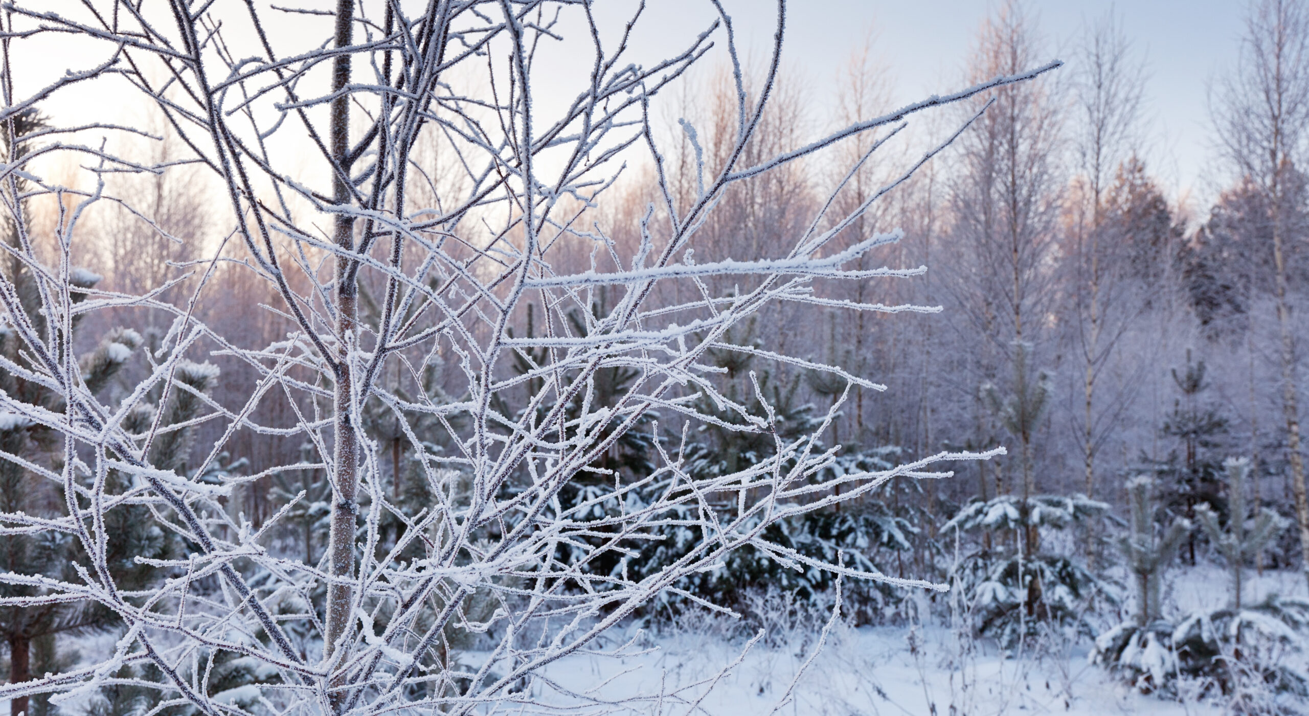 ice-covered trees