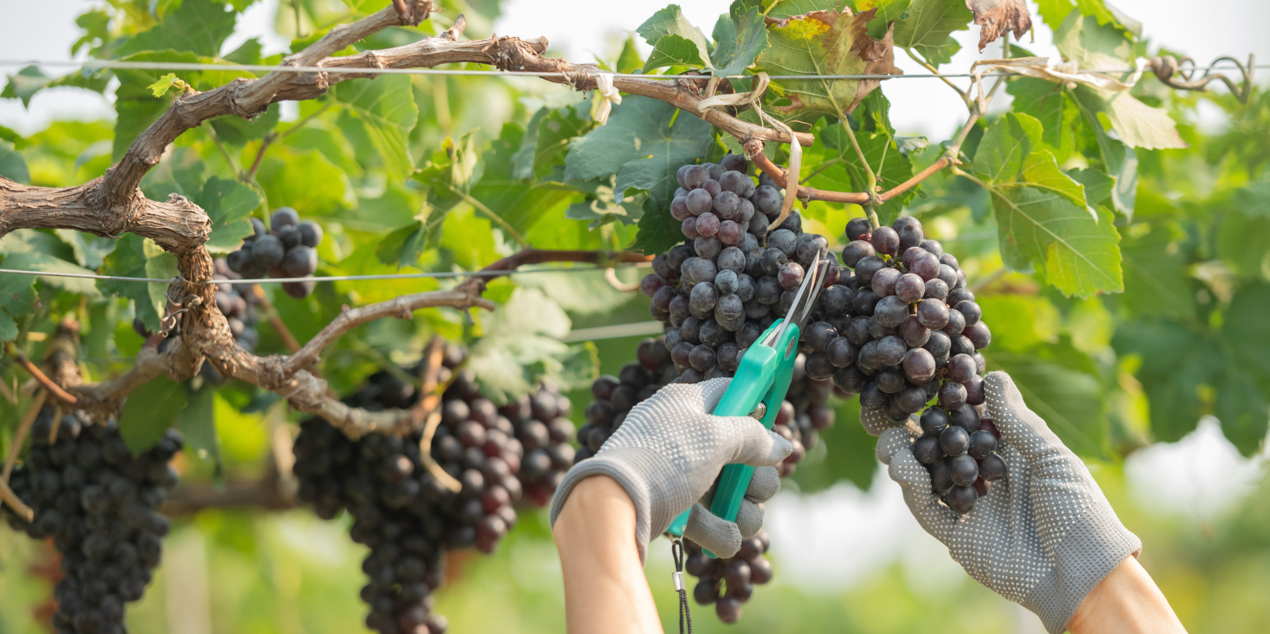 Vinedresser tending grapes